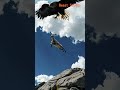 Eagle’s Grip: Mountain Goat Lifted Into the Air in Dramatic Chase
