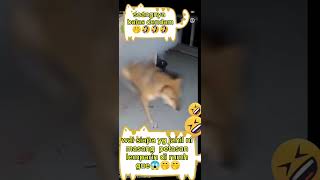 soangnya  balas dendam masangin petasan 🤭🤣🤣#funny
