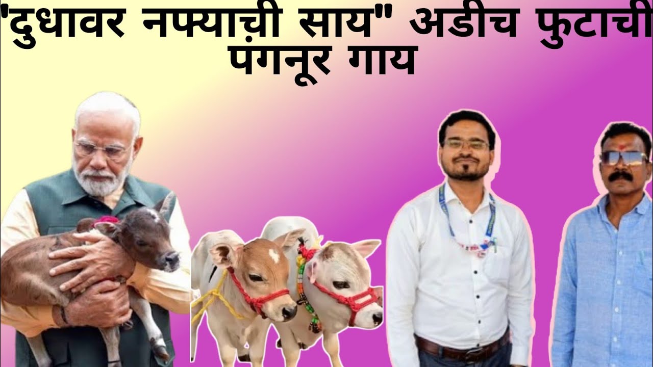 कोया कृषी कुंभ #farming #gadchiroli #business #pangnurcow #cow #agriculture #government  #trending 