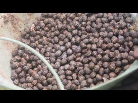 वीडियो: क्या आपको खरगोश की खाद को खाद बनाना है?