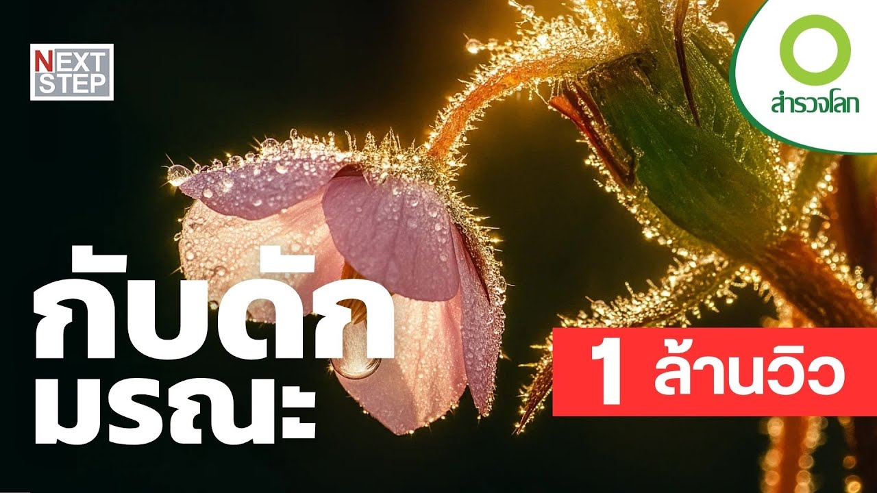 กับดักมรณะ | สารคดี สำรวจโลก