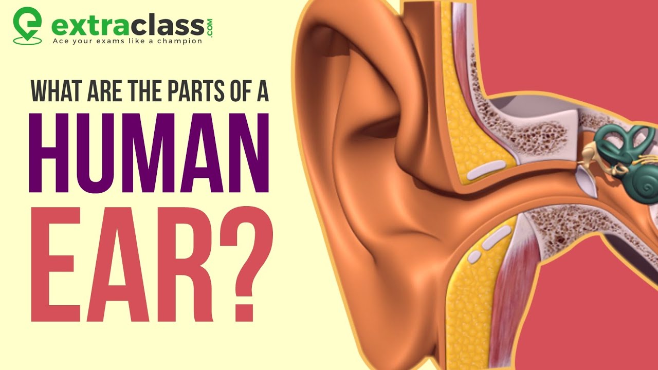 Anatomy of Ear | Animation | Extraclass - YouTube