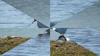 Avocets at Rainton Meadows