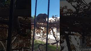 hamile bir kedi kızım ben kedim Maya yi uyurken izliyordu 😭acaba minnak yüreğinden neler geçmiştir