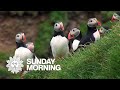 Nature: Puffins