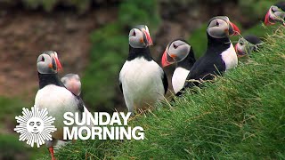Nature Puffins