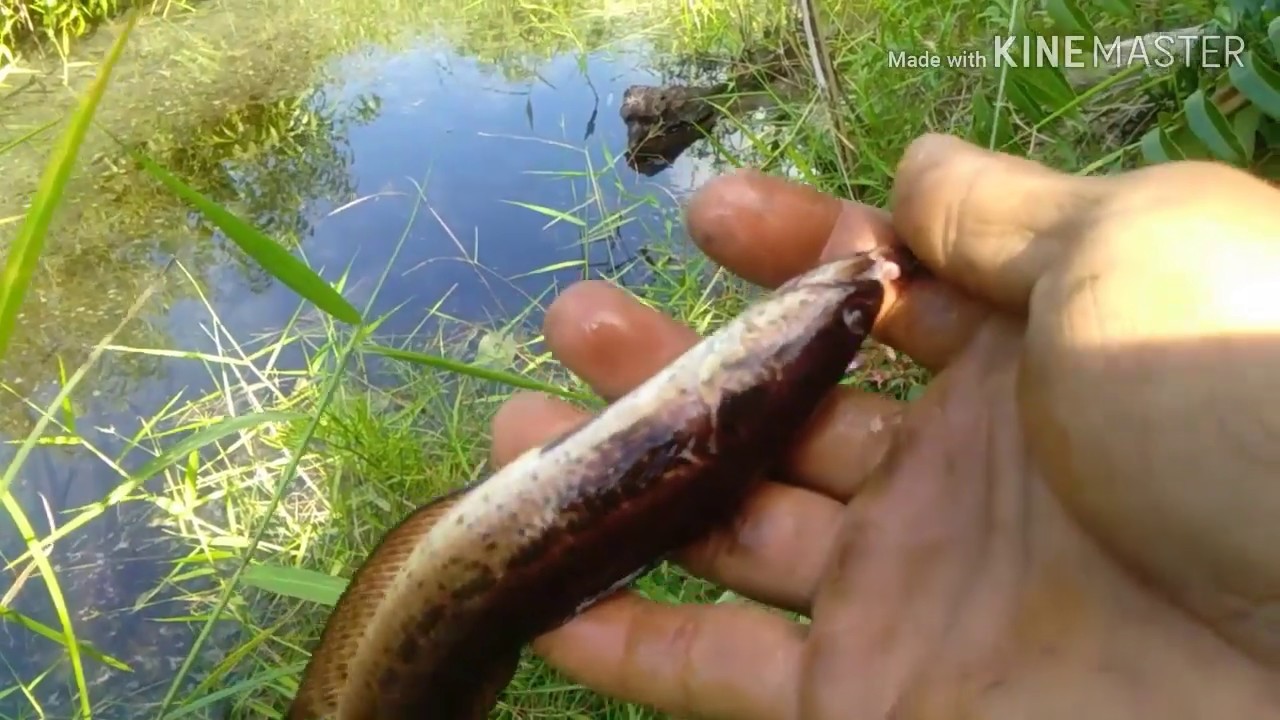Ikan mirip gabus dan kihung ikan mihau 