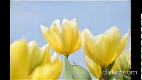 المصحف المعلم مشارى راشد ترديد اطفال جزء عم سورة البينة