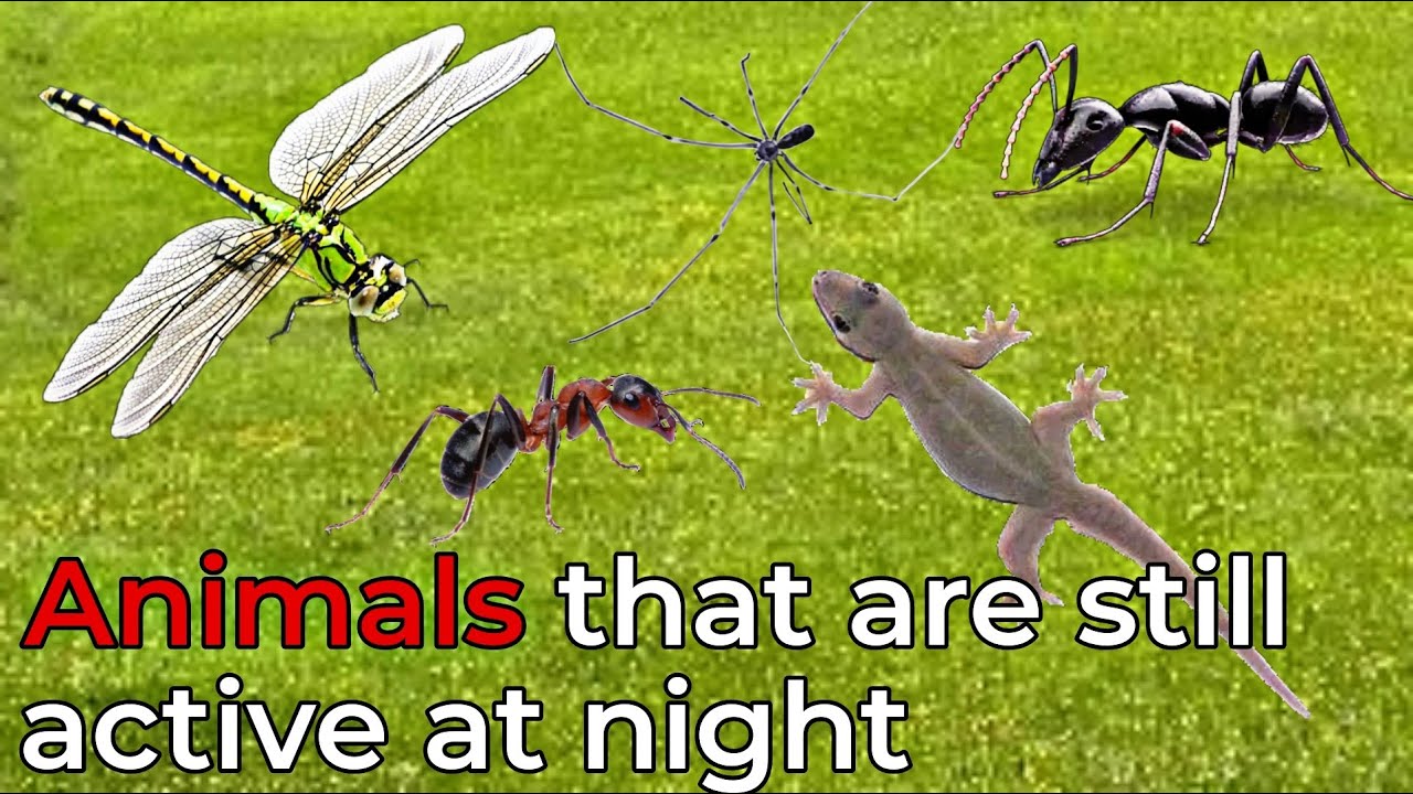 List Of Animals That Are Active At Night
