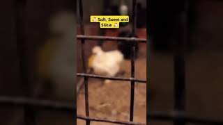 Beautiful Silkie Chickens #Shorts