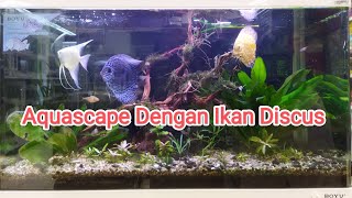 Aquascap Menawan Dengan Ikan Discus viral youtube aquascape tranding fyp discusfish