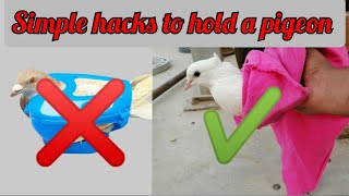 How To Hold A Pigeon Without Plastic Pigeon Holder Simple Hacks