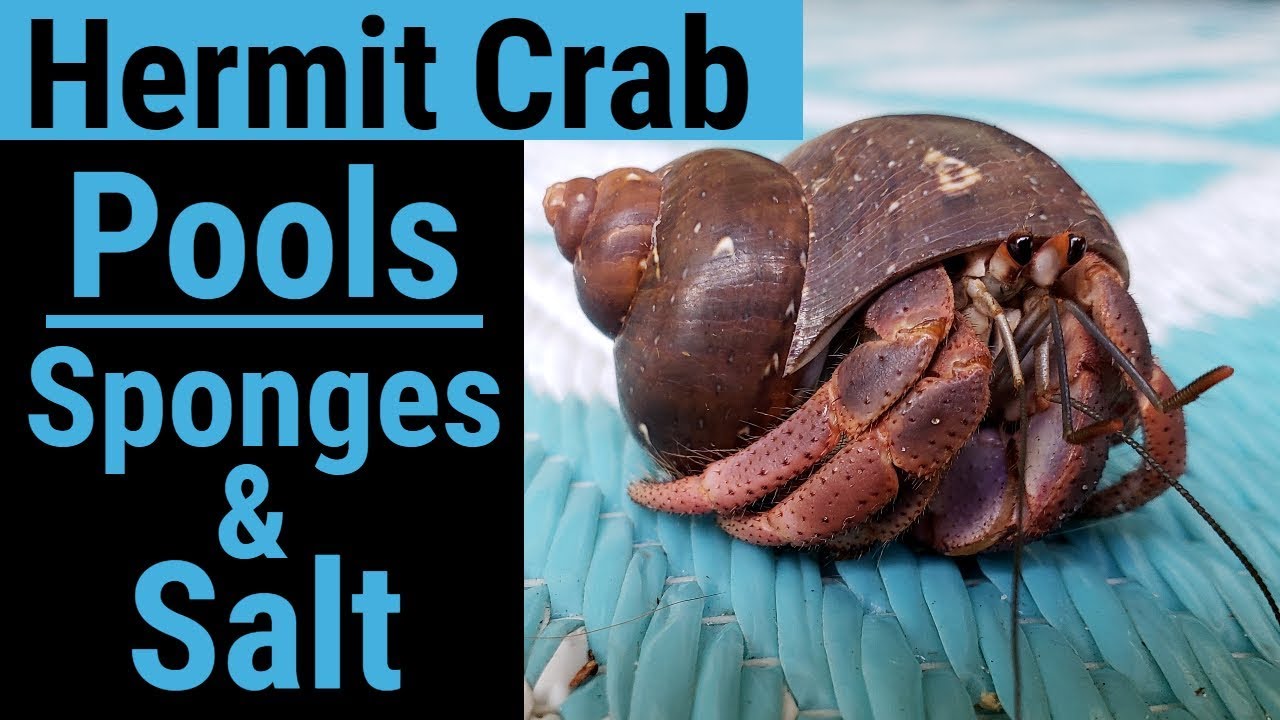 Hermit Crabs with Sponge Homes