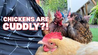 CUDDLIER THAN DOGS?! 🐔💕 I bet you didn't know chickens could be THIS clingy LOL