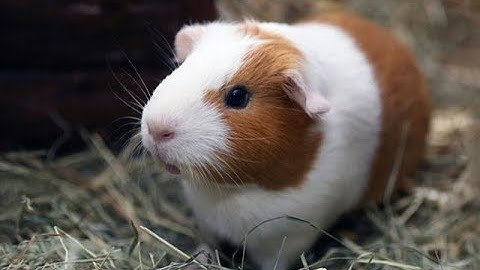 Guinea Pig/Chuột lang dễ thương/ Tiếng chuột lang kêu