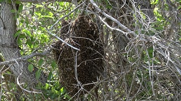 Double Swarm Catch - Success From Failure