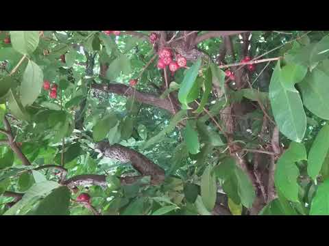 Video: Syzygium Ya Uwazi, Au Apple Ya Maji