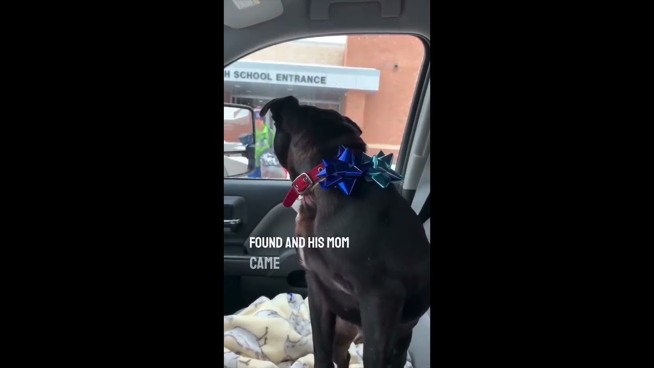 He Reunited With His Dog After Being Lost For Over 2 Weeks 