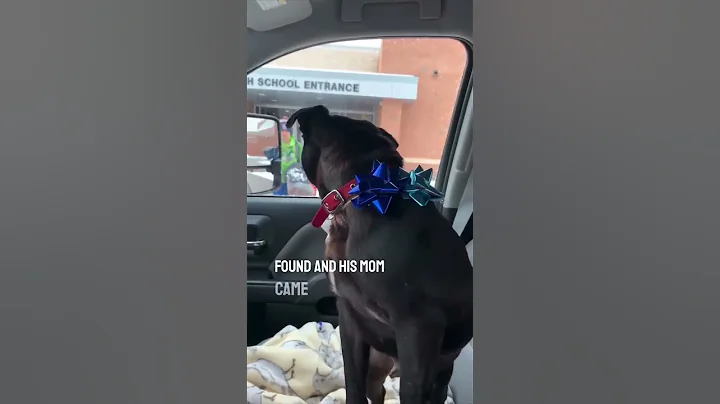He reunited with his dog after being lost for over 2 weeks ❤️ - DayDayNews