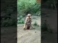The Tiger Killed The Sambar Deer And Took Him To The Dense Forest Kanha NP Mandla MP Short The Tiger Killed The Sambar Deer And Took Him To The Dense Forest Kanha NP Mandla MP Short