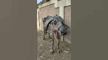 جاموسه لحم على قد حالها جدا جعانه سعرها رخيص جدا في سوق شبين الكوم 