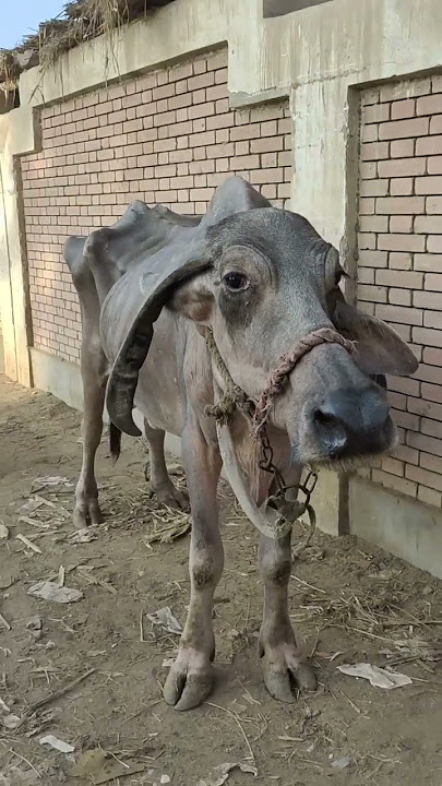 جاموسه لحم على قد حالها جدا جعانه سعرها رخيص جدا في سوق شبين الكوم