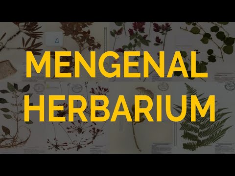 Video: Apakah keperluan herbarium yang baik?
