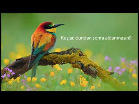 Dervişten Hikayeler : Yaralı Kuş Ve Derviş