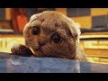 Smart cats - Funny cat, animal Compilation 2017