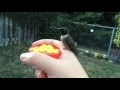 Norman the Hummingbird