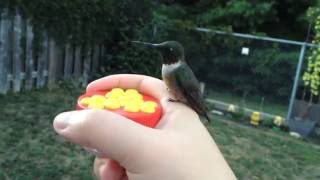 Norman the Hummingbird