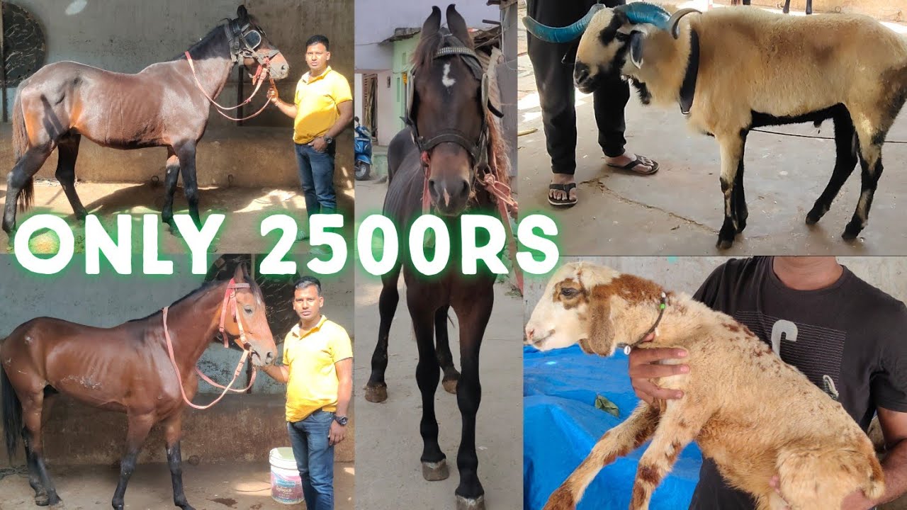 8297096601 jet black horse stallion ghode Ongole sheep osmanabadi goat