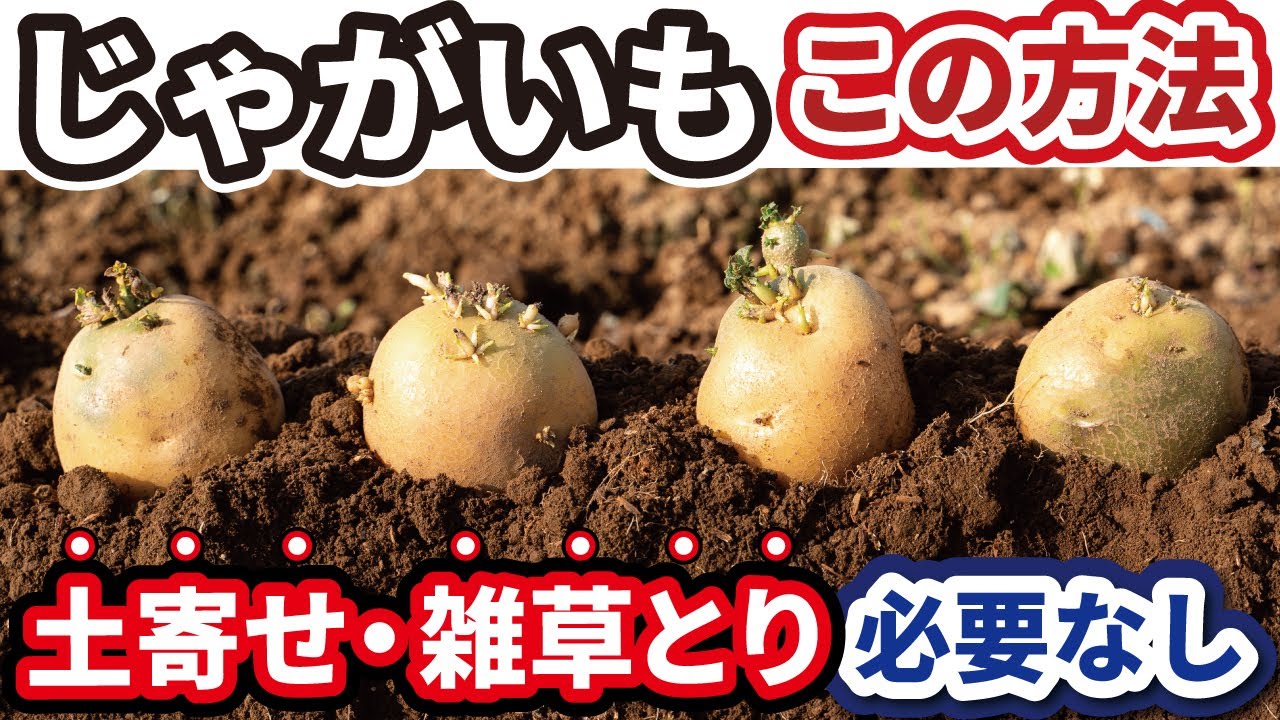 じゃがいも【マルチ栽培】この方法だけは 土寄せ・雑草とりは必要ない