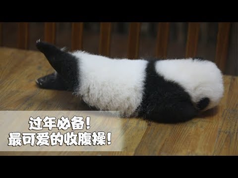 《熊貓早晚安》春節收腹健身操，跟著熊家連起來！| iPanda