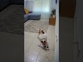 Very talented dogy #dogshorts #animals #cutedog #dogvideos #viraldog