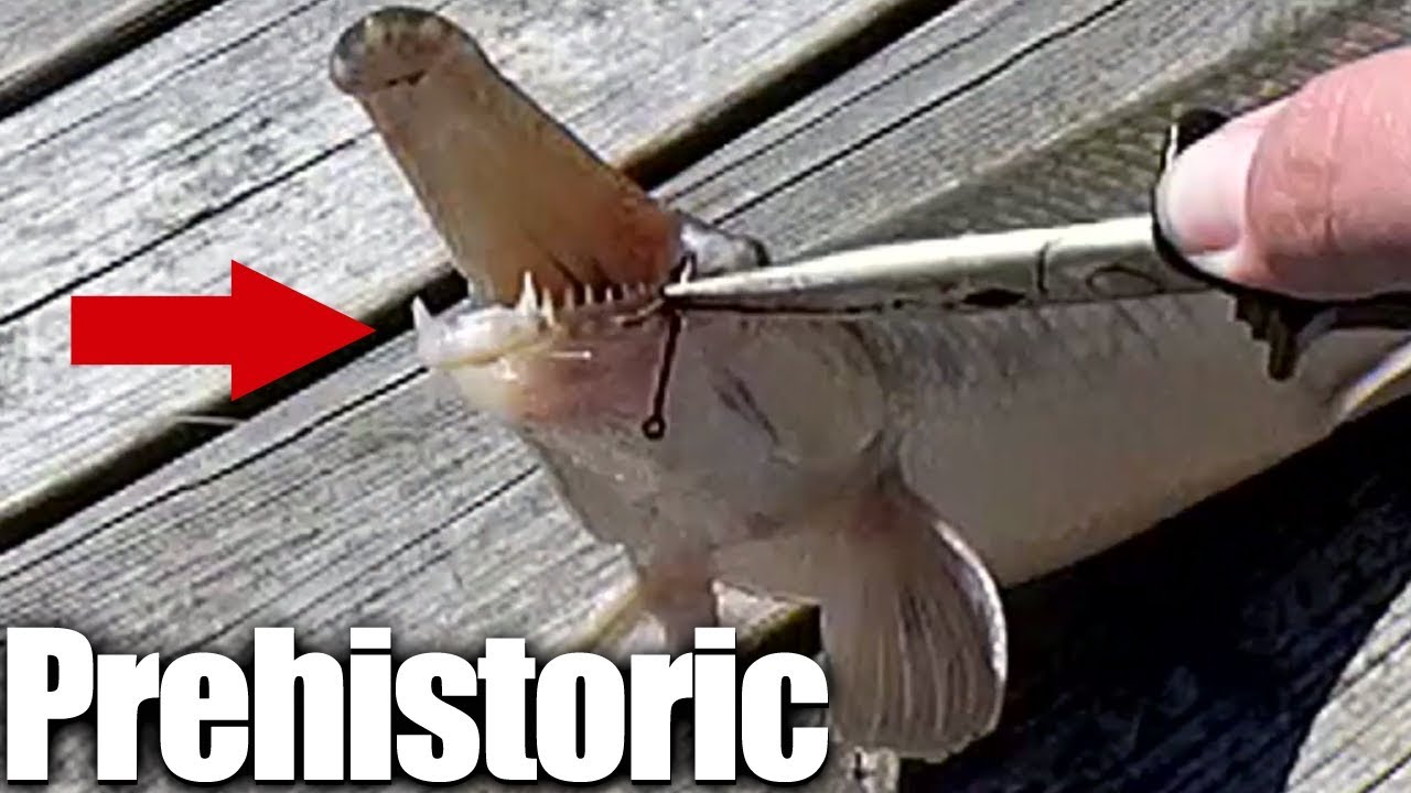 I caught a Prehistoric Fish! - Clickbait Title for Catching A Gar
