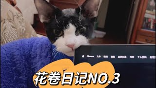 花卷日记No.3德文卷毛猫日常猫咪调皮日常看医生