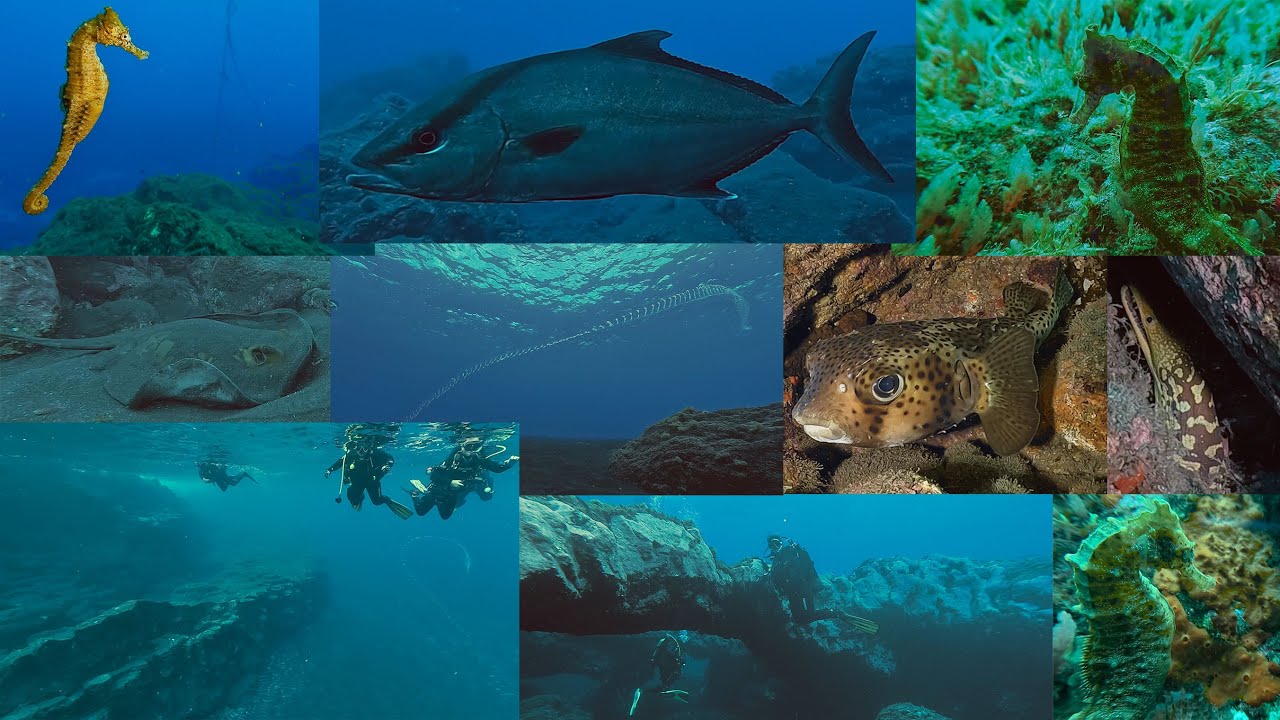 Buceo en La Bombilla, Fuencaliente, La Palma  27-11-2025