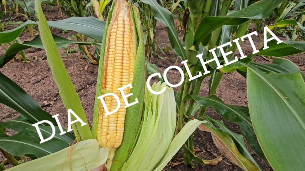 Resultado do plantio de abóbora, é milho 