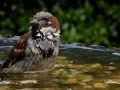Garden Birds bathing in slow-motion