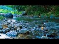 RELAXING SOUNDS FOR SLEEPING | TRANQUIL FOREST STREAM AND RIVER SOUNDS FOR RELAXATION &amp; MEDITATION
