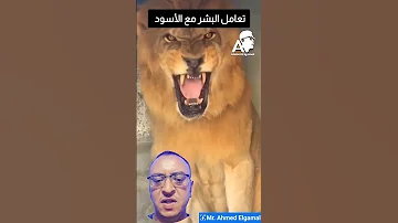 شوية لقطات لتعامل البشر مع الأسود عجيبة جدا جدا اسود أسود Lions Wildlife Wow OMG Fypシ Vira 