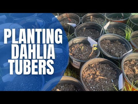Video: Kada ir kaip pavasarį sodinti jurginus su gumbavaisiais atvirame lauke