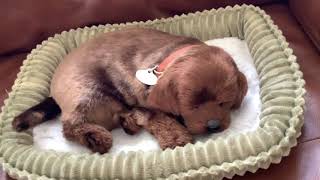 Perfect Petzzz, Precious Petzzz Chocolate Lab Unboxing & Review screenshot 1