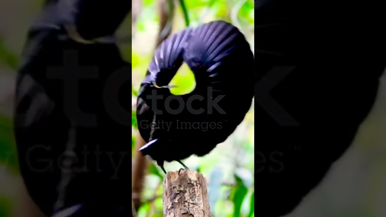 Climax of the Victoria's Riflebird Mating Dance