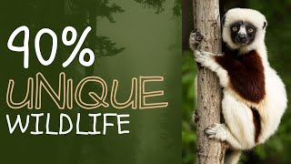 Madagascar: 90% Unique Wildlife