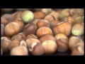 Lesnici Makedonija, Lajthi Maqedoni, Hazelnuts Macedonia