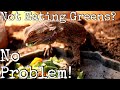 Effective Tips for Getting Your Bearded Dragon to Eat Greens: A Comprehensive Guide