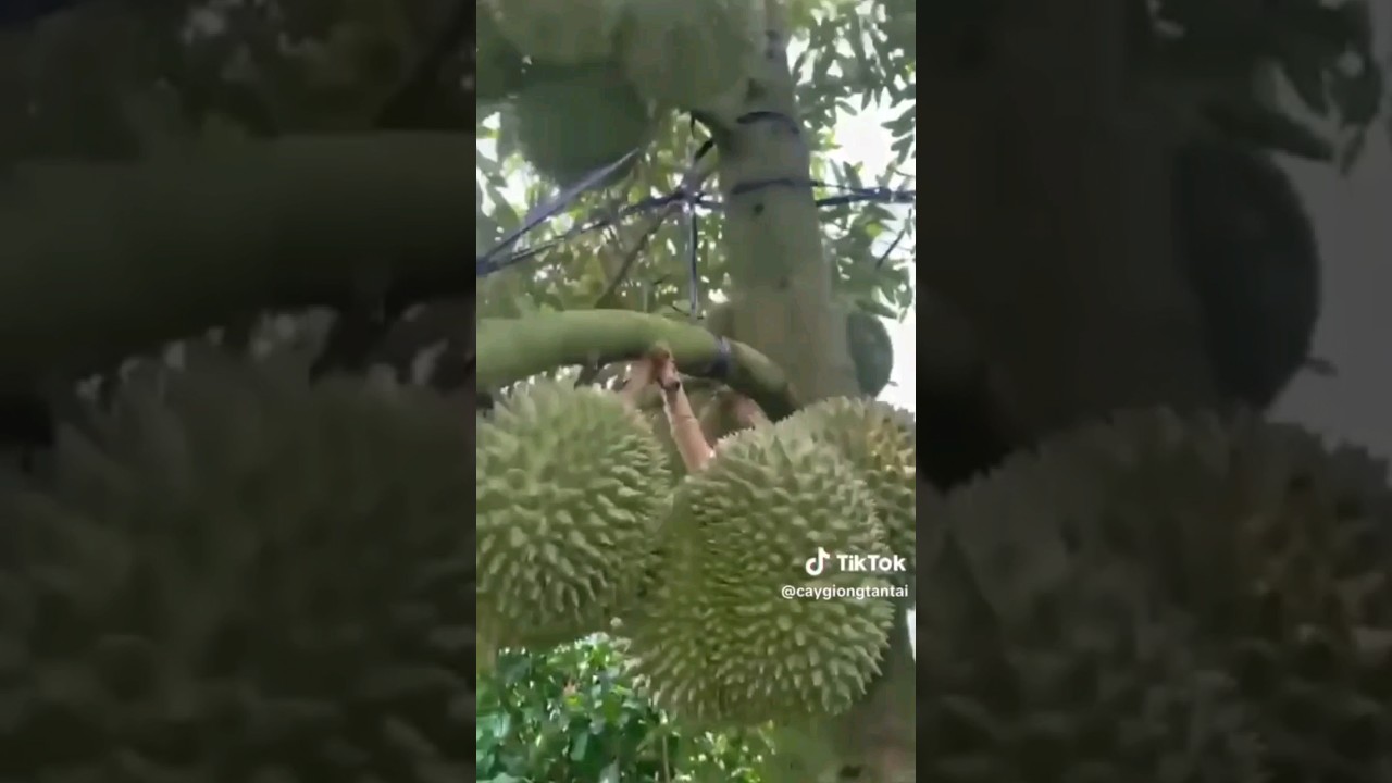 Tôi mới thấy cây Black thorn trái đùm trĩu quả như vầy 