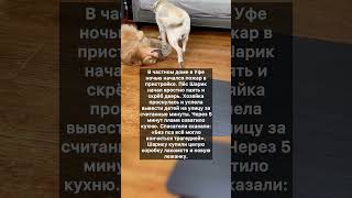 Шарик не пустил пожар в дом #интересное  #хочуфакты #животныешляйх #хочуфакты